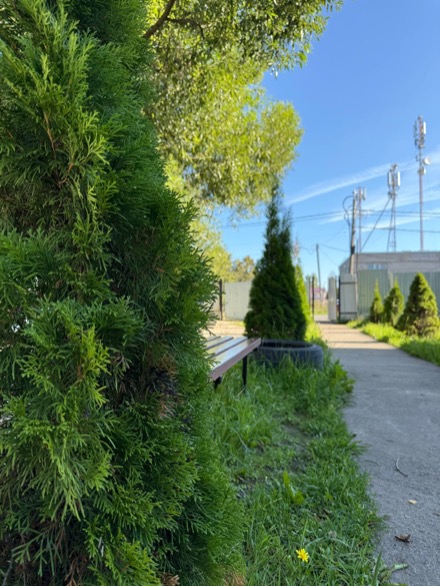 Прогулочная аллея с туями на территории пансионата Радонежское